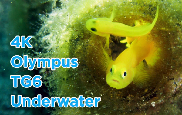 Olympus TG6 4K Underwater Blue Dream 海底影片