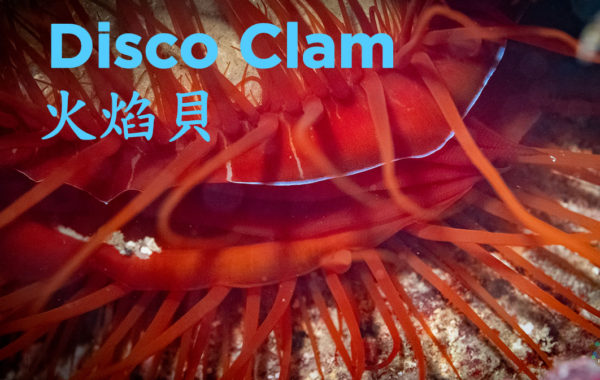 Sony A7SIII Underwater Disco Clam/火焰貝 Taiwan