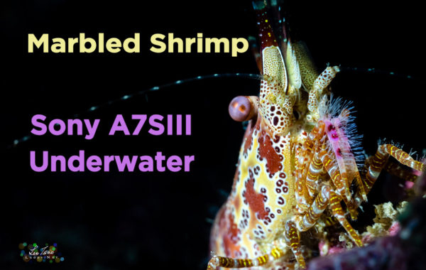 Sony A7SIII Underwater Taiwan/Marbled Shrimp/花斑掃帚蝦