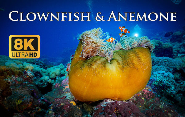 8K Taiwan Underwater Clownfish & Anemone/ 台灣美麗海底世界/小丑魚與海葵
