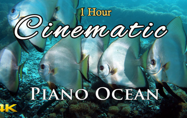 Ocean Cinematic Piano Music /4K Underwater World/ 鋼琴電影式配樂/舒壓/美麗海底世界
