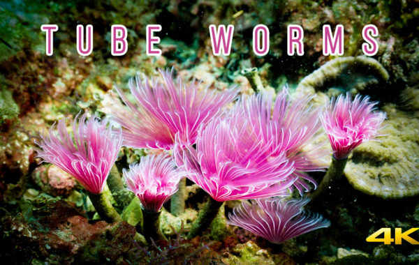 Tube Worms/Tube Anemone 4K 管蟲 /Sony A7SIII Underwater Macro World Taiwan